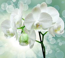 Фотообои орхидея Divino Decor Фотопанно 3-х полосные T-175